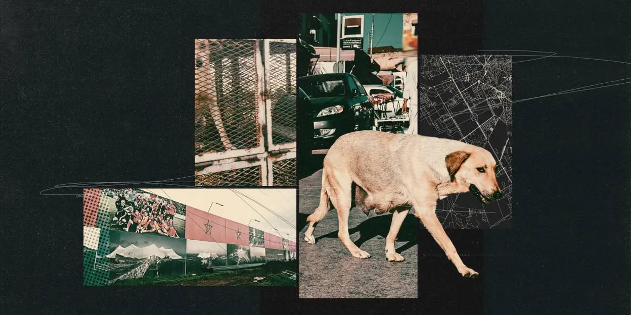 星空体育-TA:为筹备2030年世界杯,摩洛哥正在全国范围内扑杀流浪狗